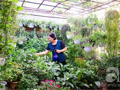 vườn rau trên sân thượng, vườn cây, chăm sóc cây cảnh, rau sạch